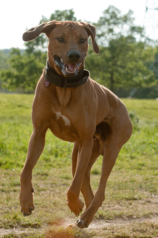 Ridgeback