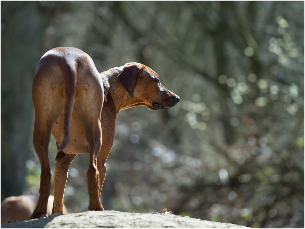 Ridgeback