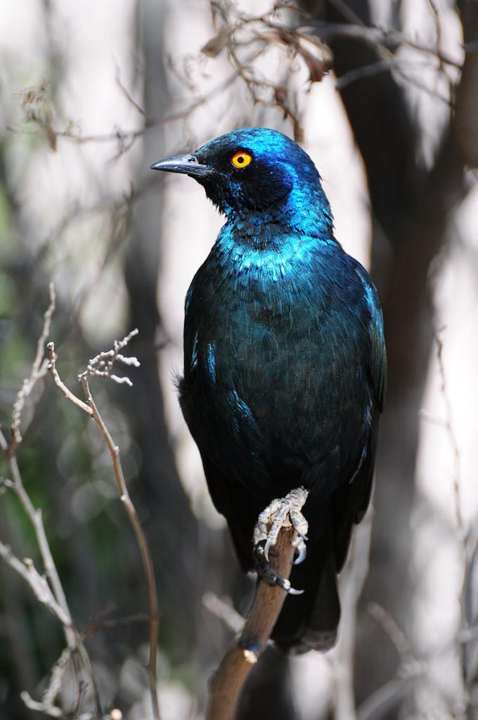Riesenglanzstar
Solitaire, Namibia
(5760)