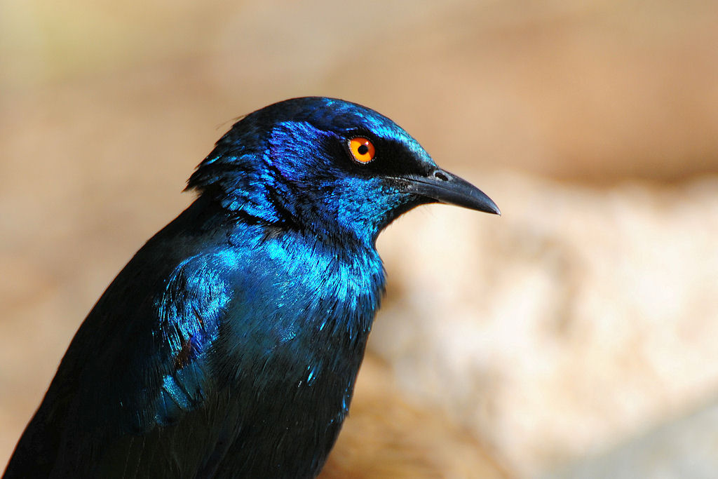 Riesenglanzstar
Solitaire, Namibia
(5774)