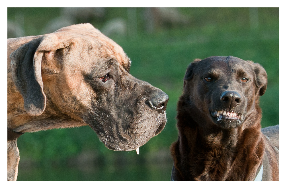 Riesenhund 1