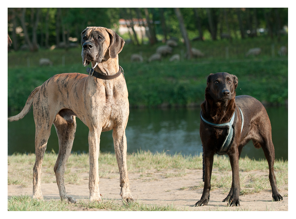Riesenhund 2