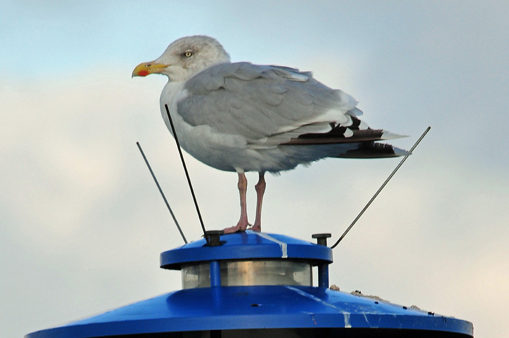 Riesenmöve auf Mini-Raumschiff (Nikon D300, 300/4, Bl. 7, 1/500s, MHX 5387A+ AK USM x)