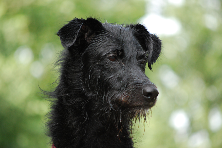 Riesenschnauzermischling