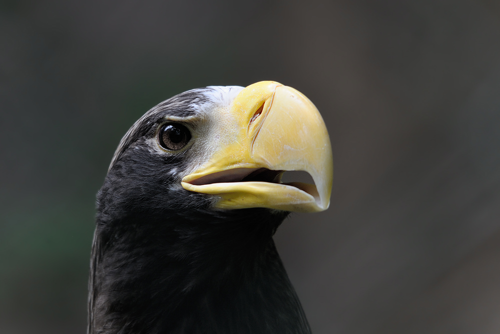 Riesenseeadler 1
Tiergarten Nürnberg