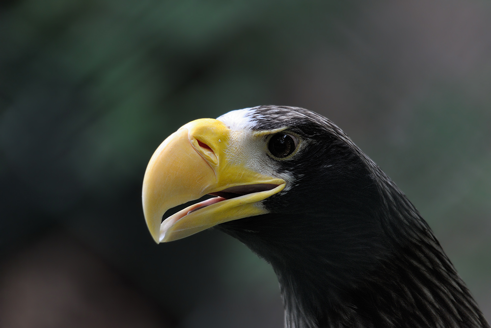 Riesenseeadler 2
Tiergarten Nürnberg