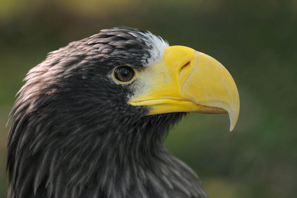 Riesenseeadler
Tiergarten Nürnberg