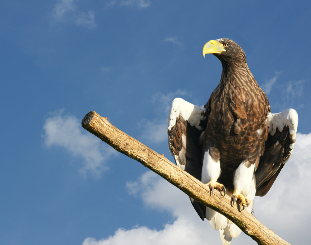 Riesenseeadler