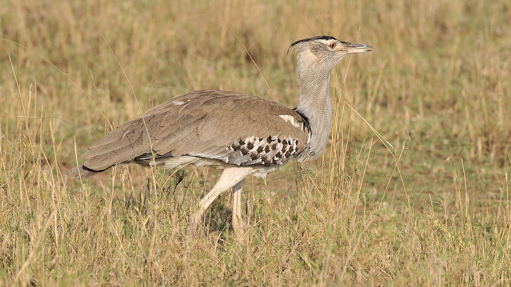 Riesentrappe (Kori Bustard)
Serengeti, Seronera
2502