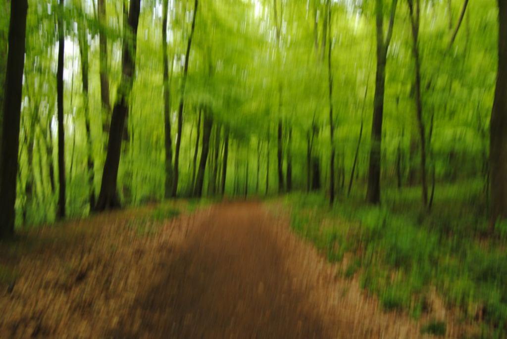 Rimburger Wald