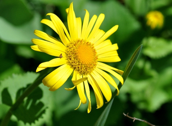 Rindsauge mit Schattenwurf