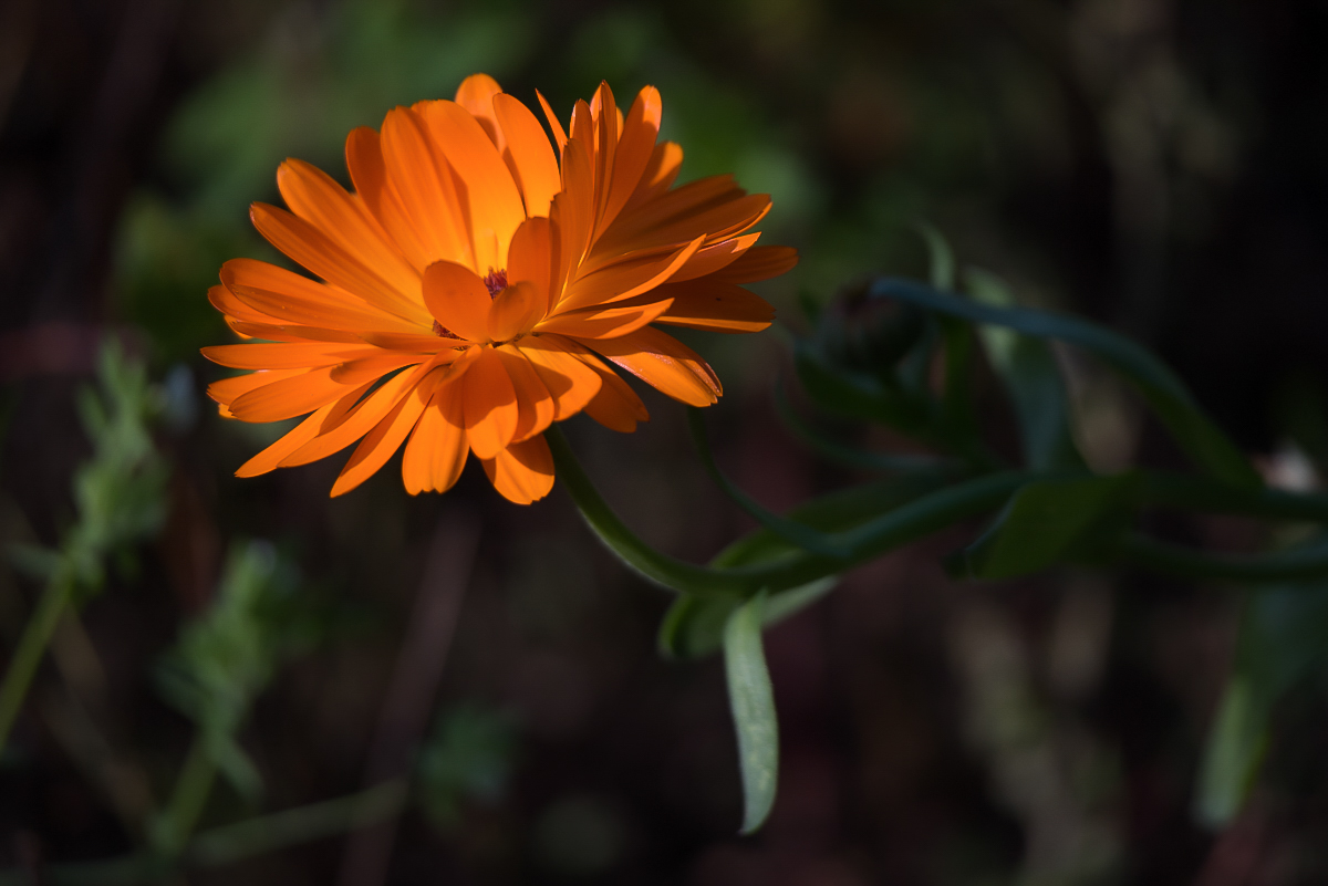 Ringelblume (1 von 1).jpg