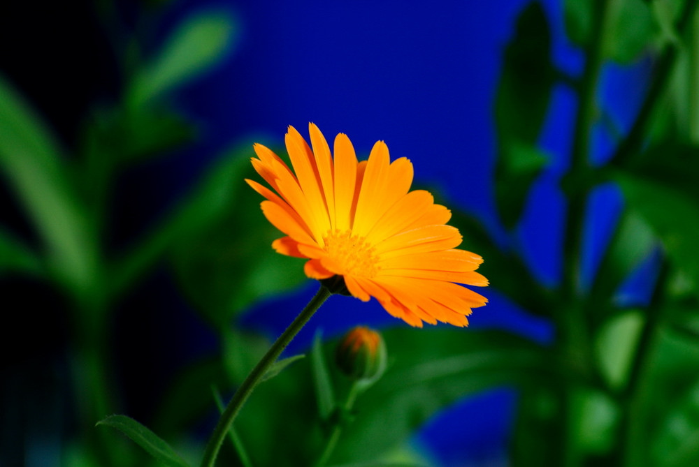 Ringelblume
