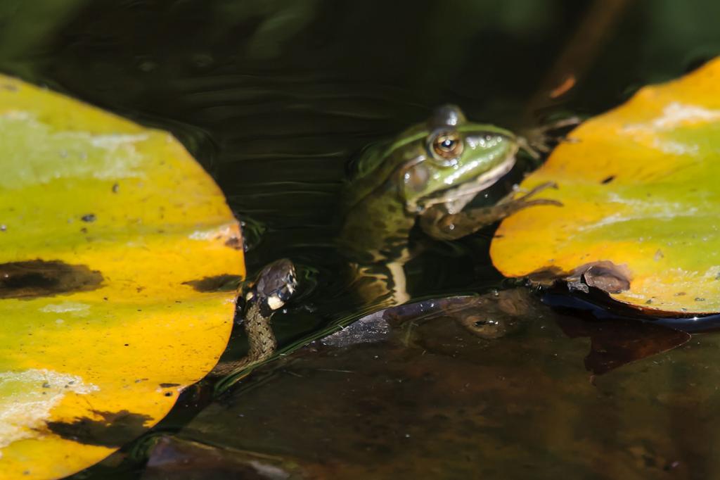 Ringelnatter auf Froschfang; wie das wohl ausgeht? ;-)