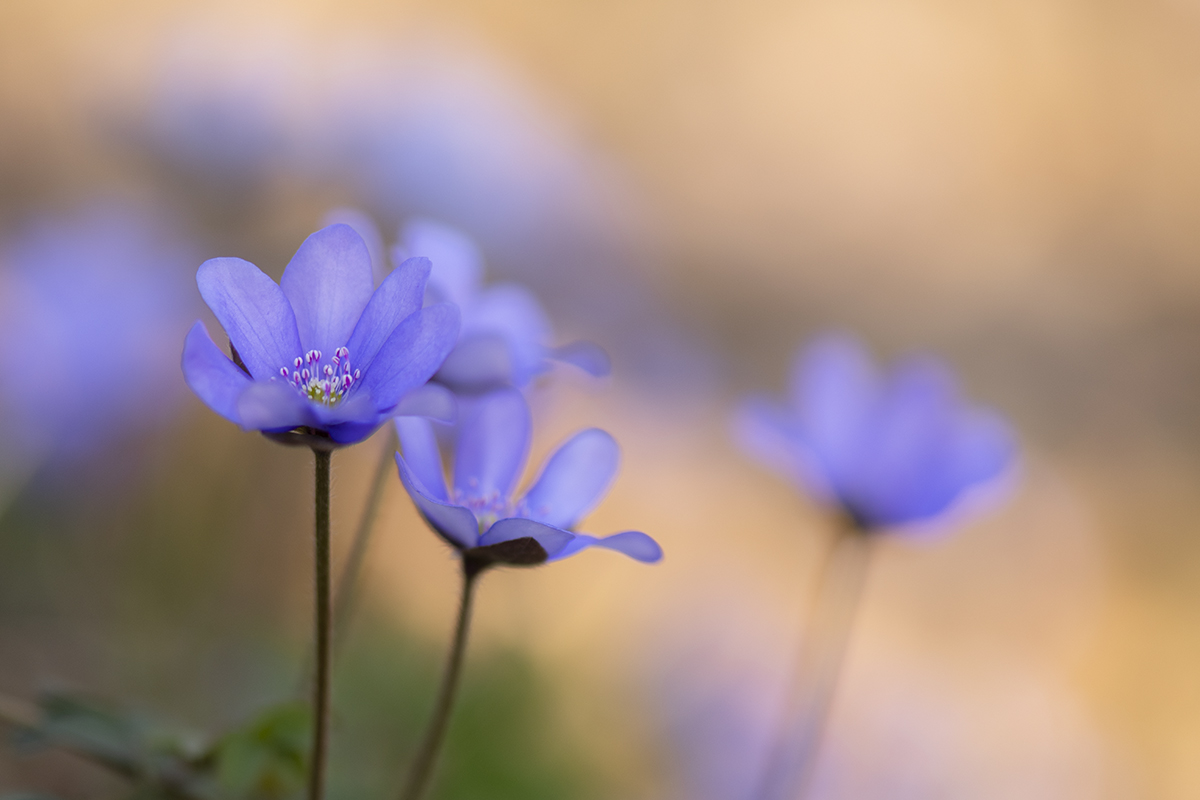 rk_20190329_505469.jpg