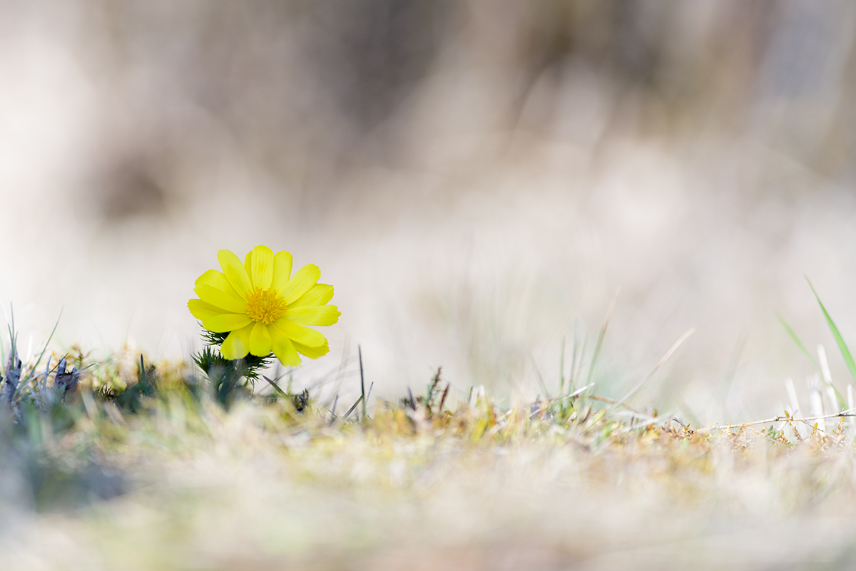rk_20190329_804306-n.jpg