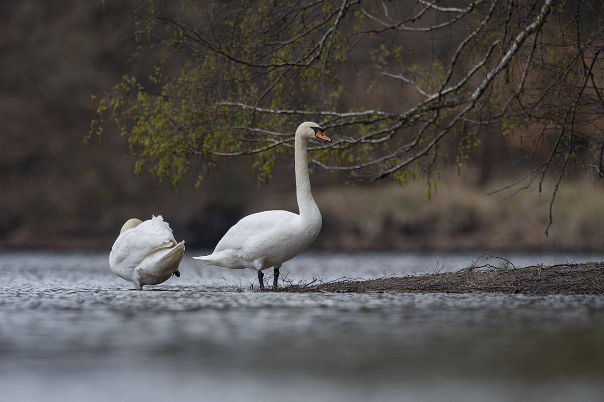 rk_20190406_505770.jpg