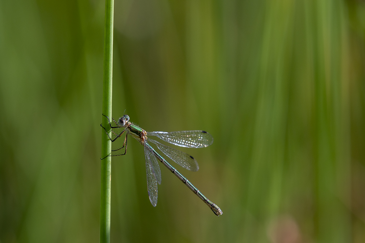 rk_20190710_506779.jpg