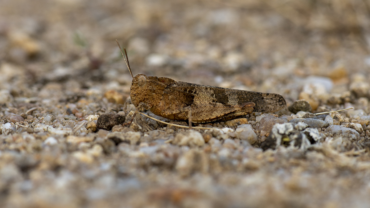 rk_20190710_506839.jpg