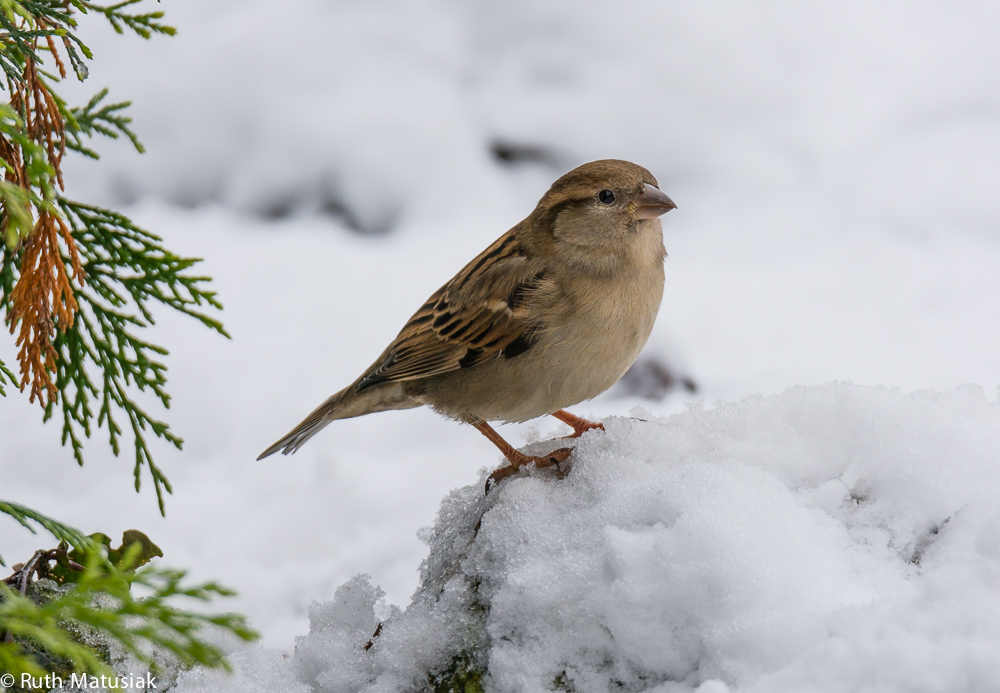 RM7 3149 2