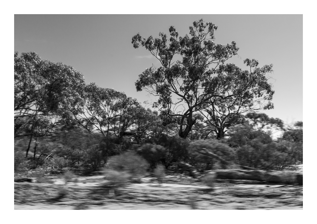 roadtrees