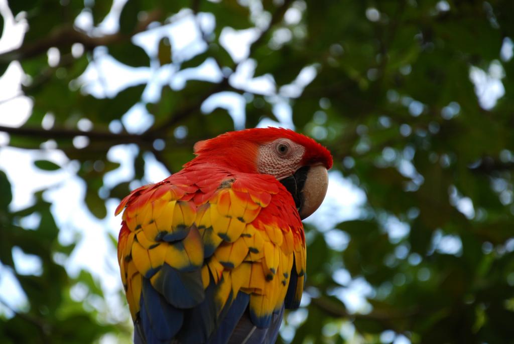 Roatan Honduras