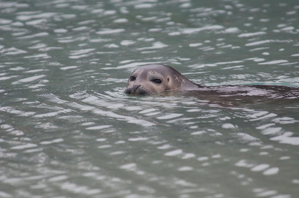Robbe im Magdalenenfjord