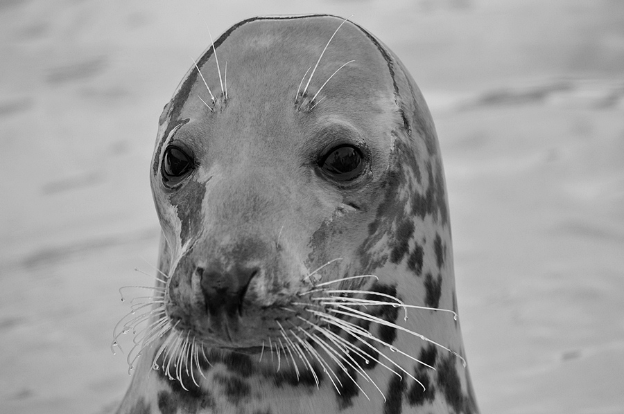 Robbe SW
