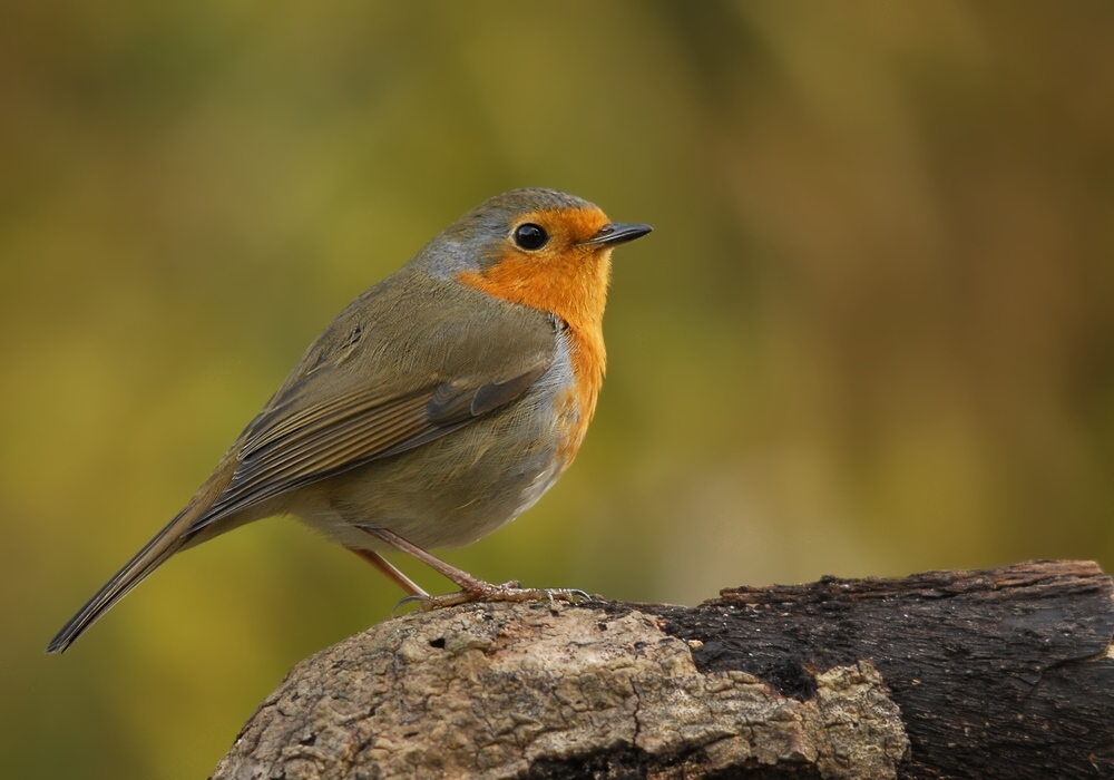 robin 9544 hf
