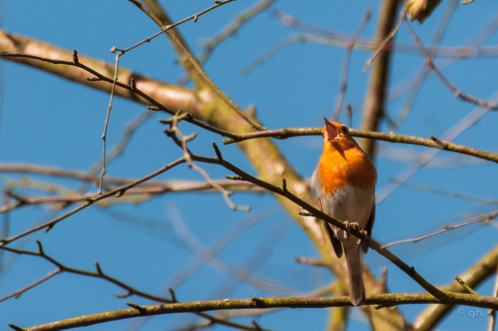 robin