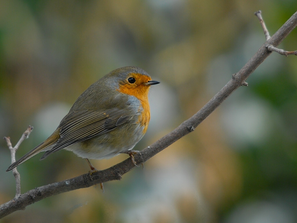 robin1106 hf
