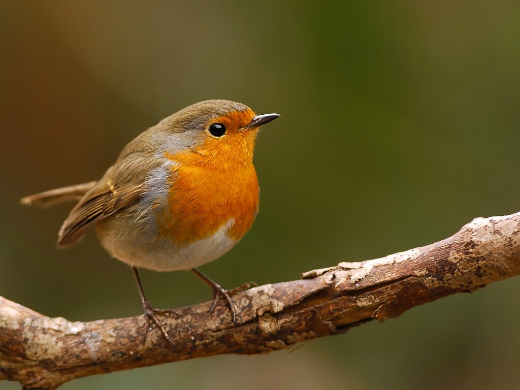 robin5904 hf