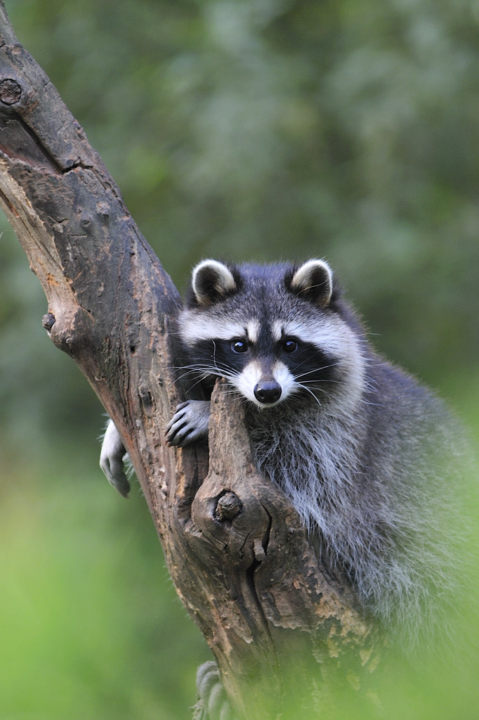 Rocky Racoon, GE Zoom (MHX0012cnx2X)
