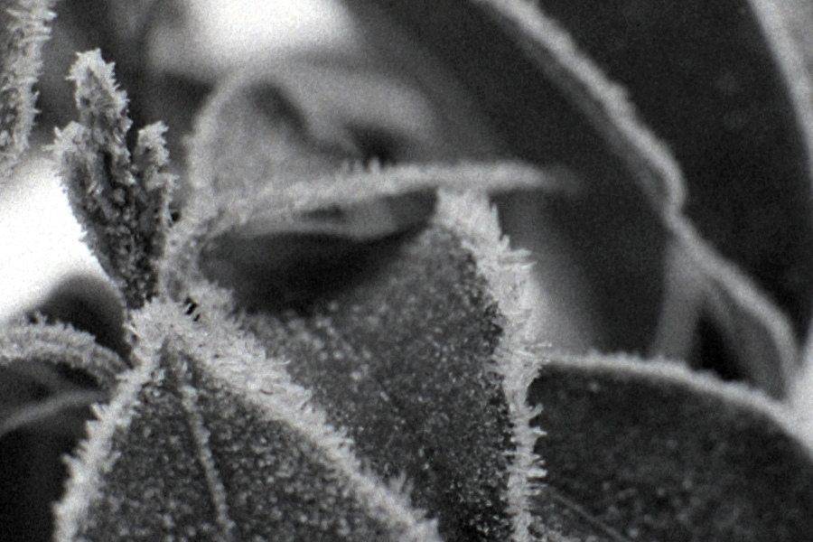 rodinal 100