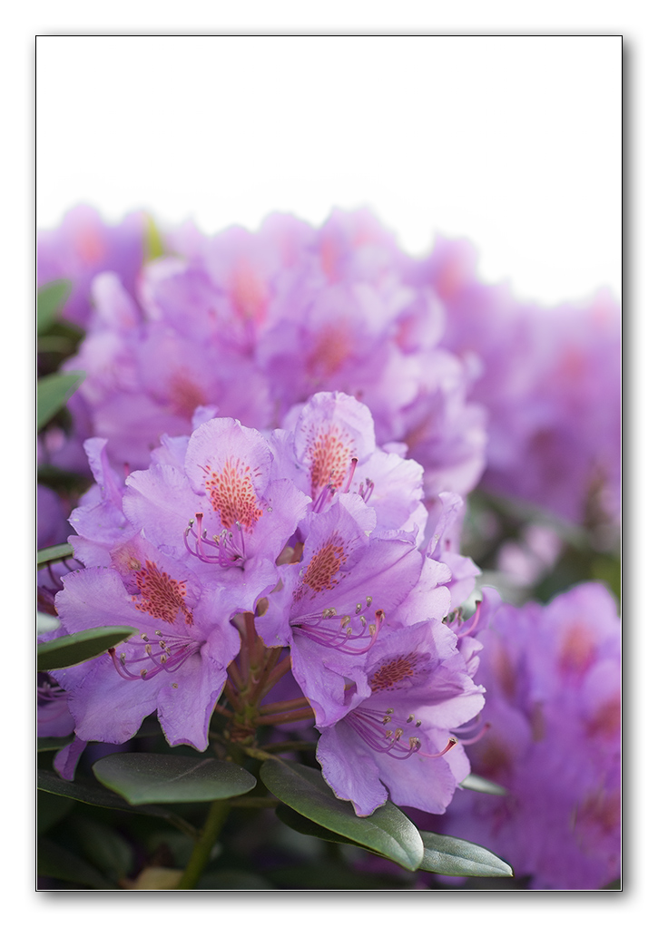 rododendron