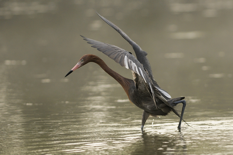 Roetelreiher (Florida)