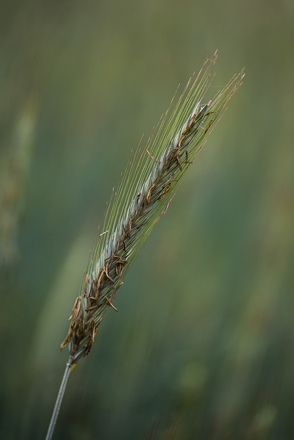 Roggenblüte 1 (1 von 1).JPG
