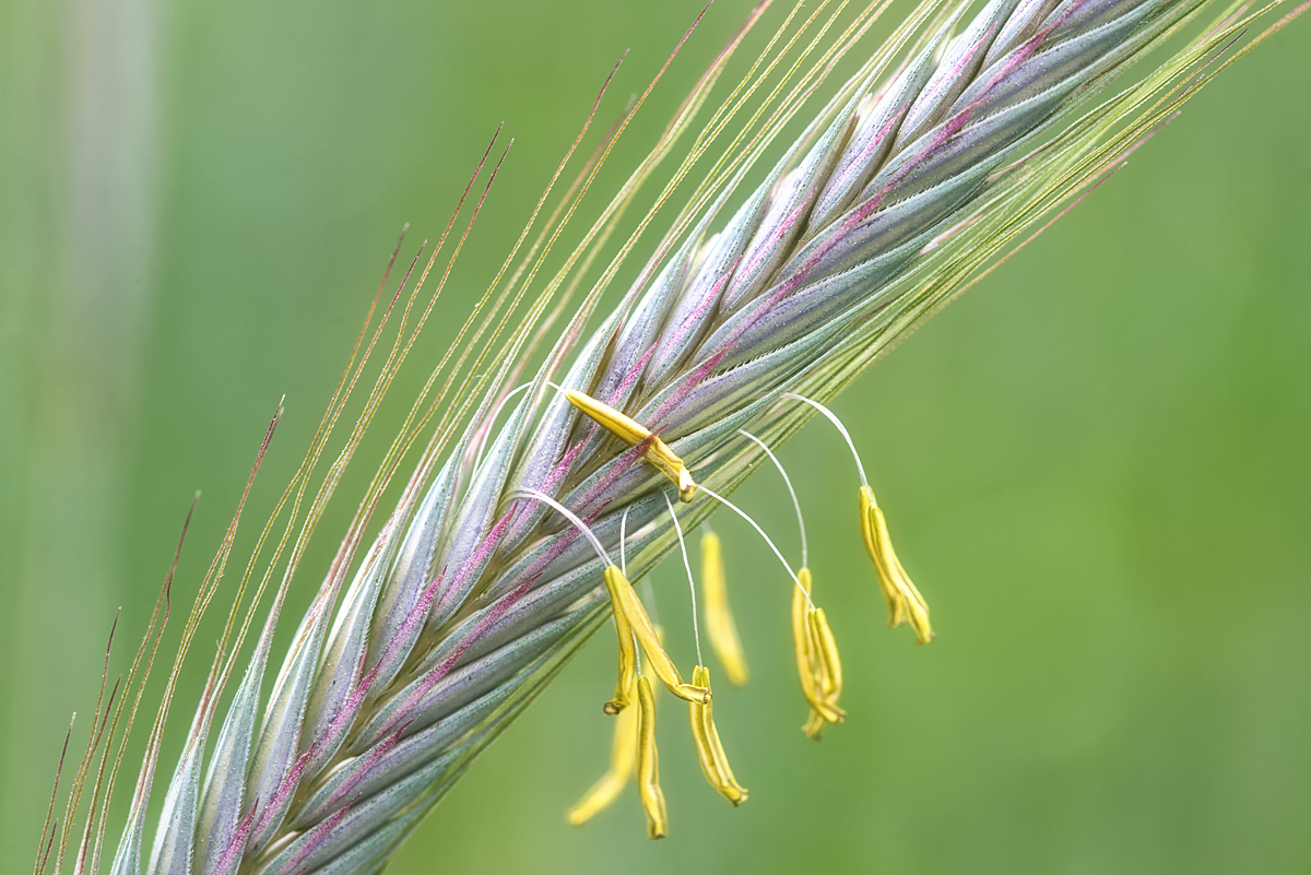 Roggenblüte 2.jpg