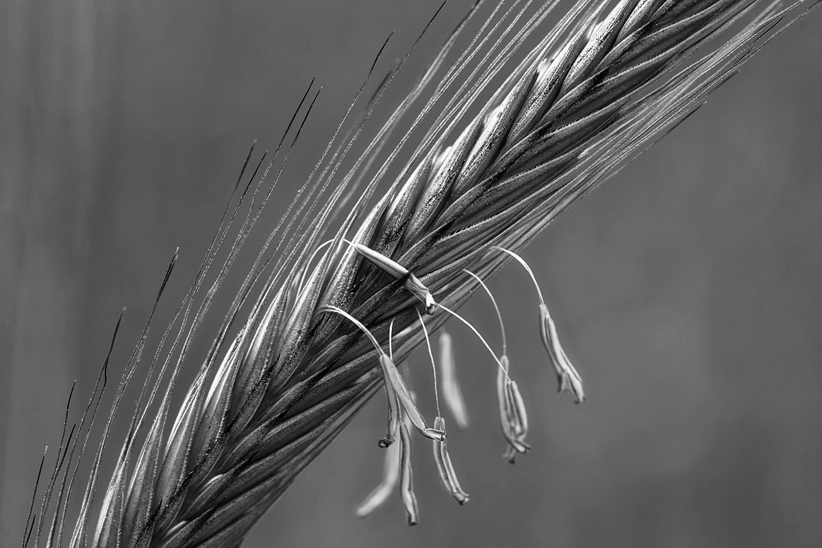 Roggenblüte 3.jpg