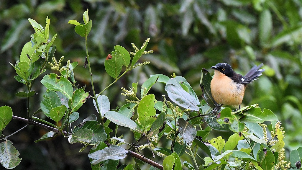Rohrspotter auch Rohrspottdrossel genannt (Black-capped Donacobius)

s1218 Transpantaneira Black CappedDonacobius 8620