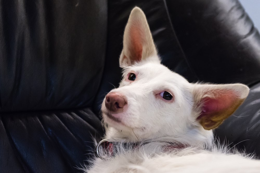 Ronja