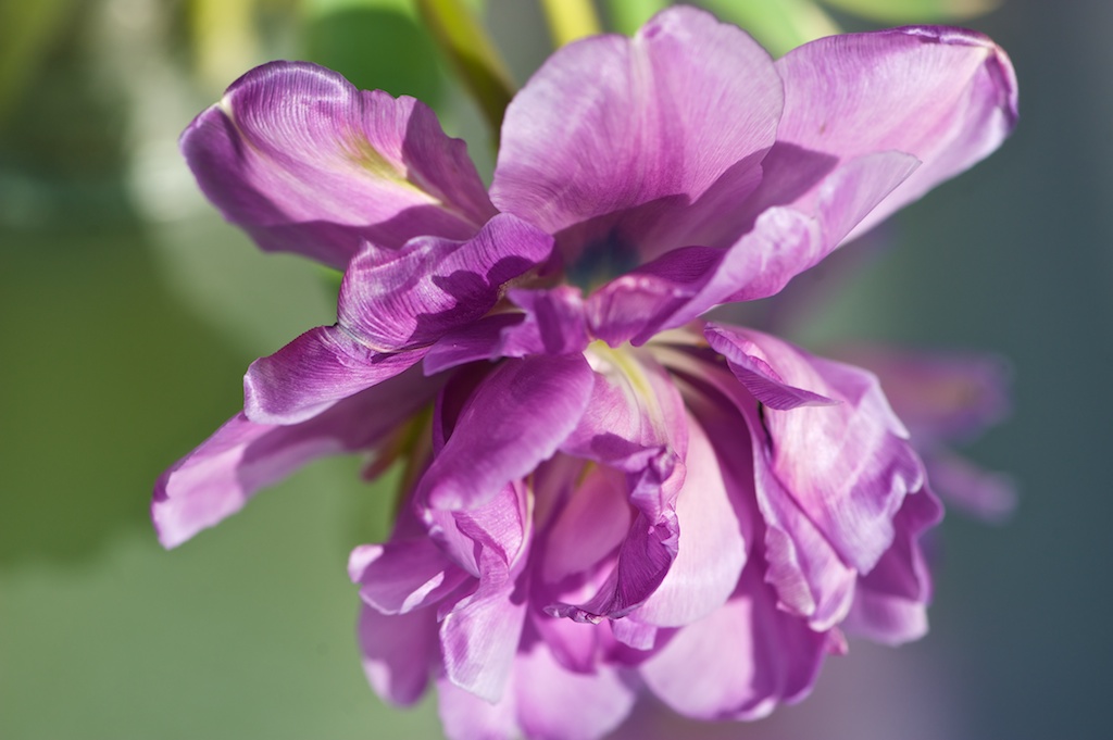 ROS 1089 Tulpe