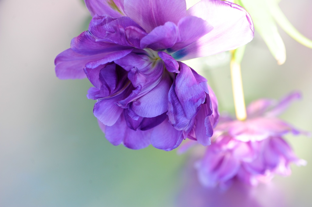 ROS 1090 Tulpen