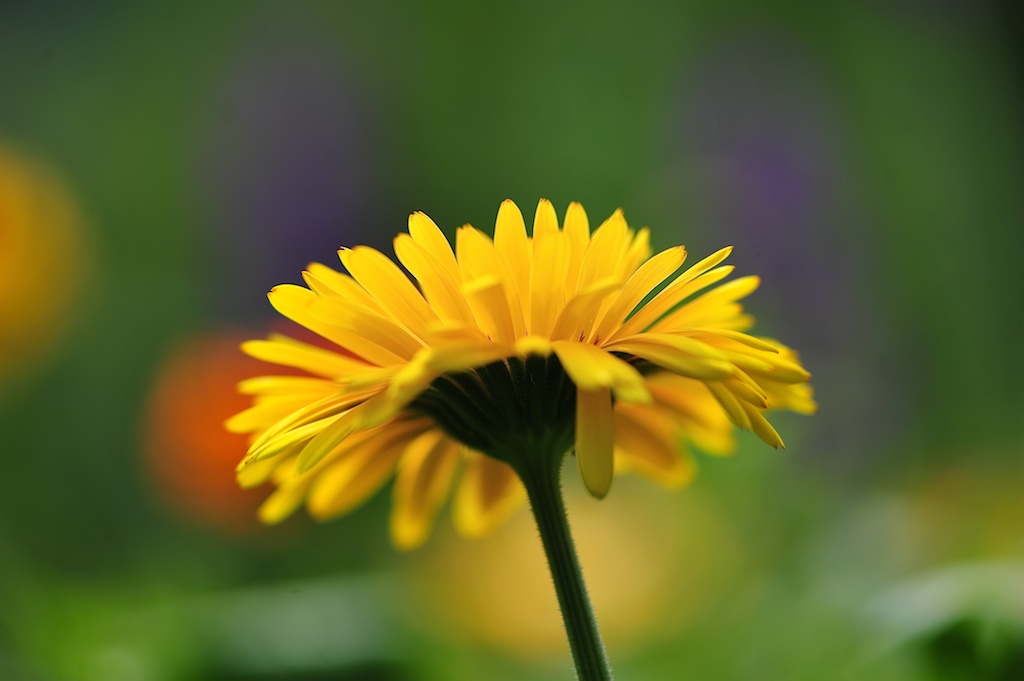ROS 2125 Ringelblume