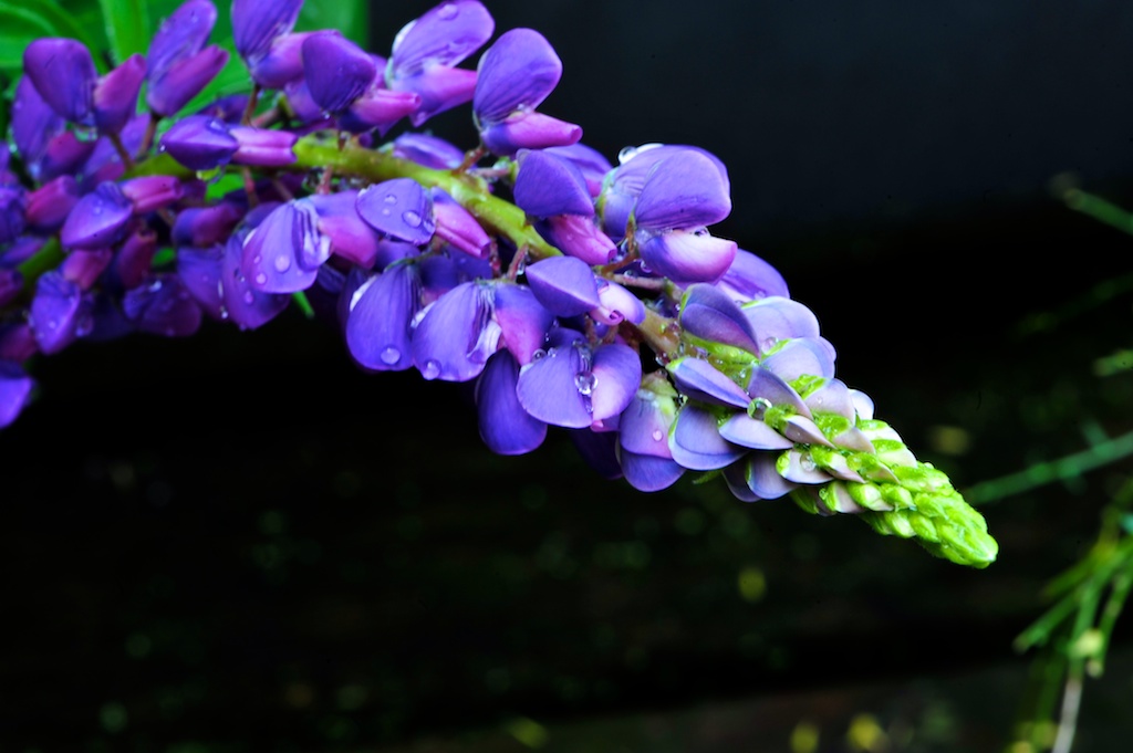 ROS 4464 Lupine