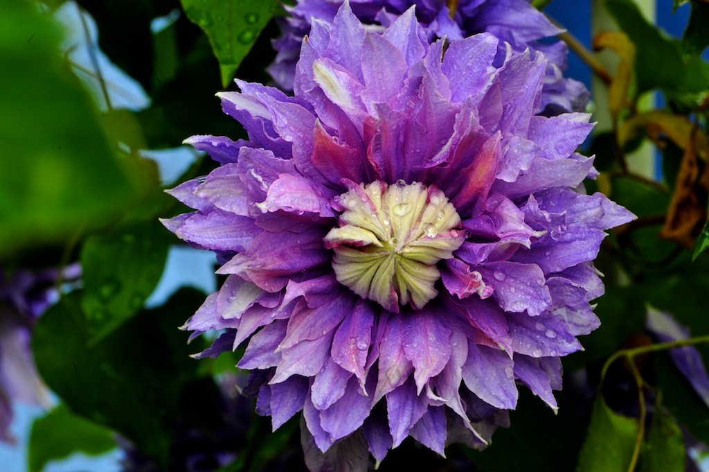 ROS 4468 Clematis