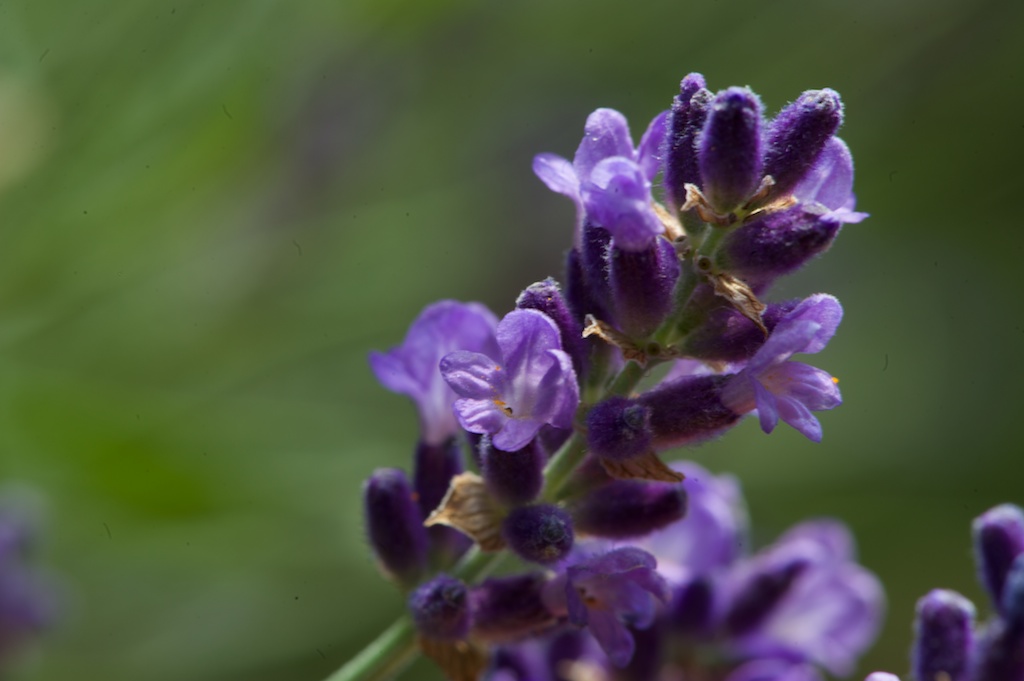 ROS 4529 Lavendel Das Ätherische Öl ist sehr gut bei Schlafstörungen u.a.
