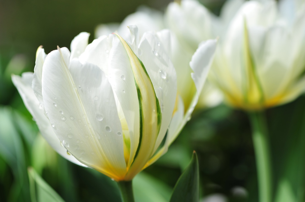 ROS 5654 Tulpen