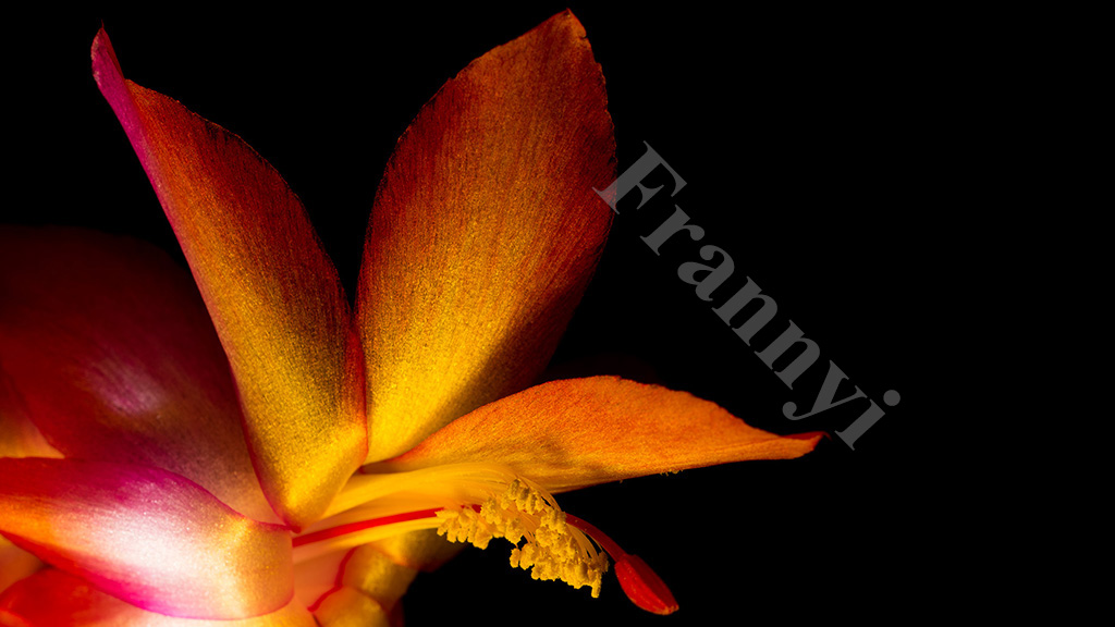 Rosa Bluete mit entf. Blitz mit Gelbfilter 2K   NF Forum