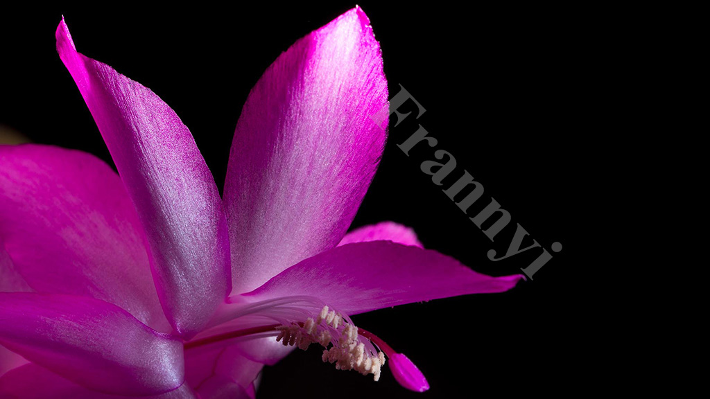 Rosa Bluete mit entf. Blitz ohne Gelbfilter 2K   NF Forum